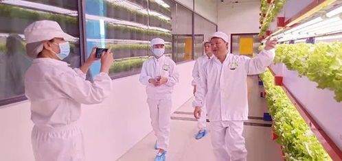 看菜不是菜，看菜還是菜 文化傳媒的鏡像與重構(gòu)